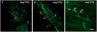 Mycovirus Fusarium oxysporum f. sp. dianthi Virus 1 Decreases the Colonizing Efficiency of Its Fungal Host